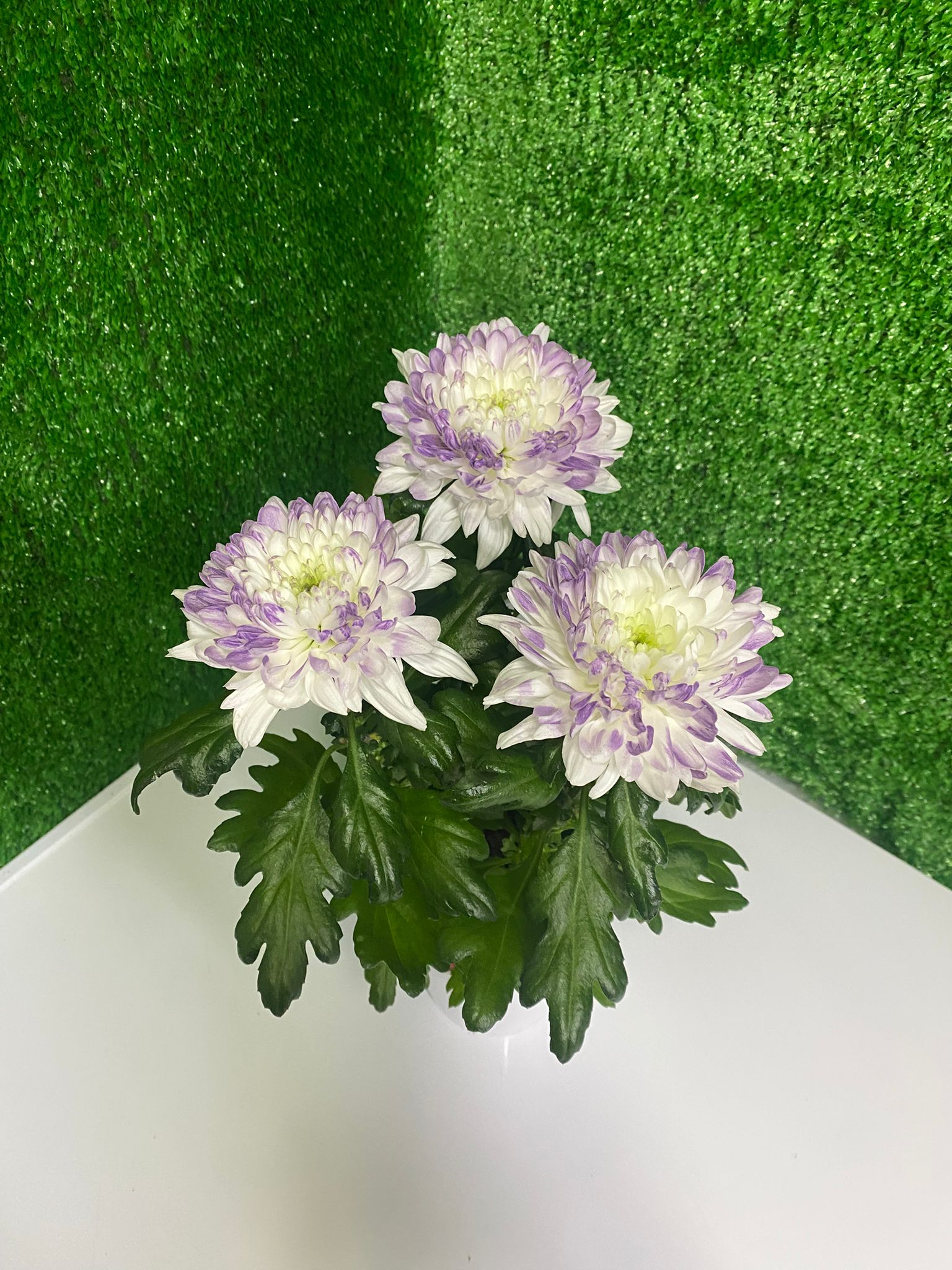 Mor Beyaz Krizantem  (Saksı Çiçeği)